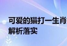 可爱的猫打一生肖指什么生肖动物.作答解释解析落实