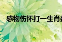 感物伤怀打一生肖数字数字,已答解释落实