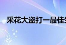 采花大盗打一最佳生肖动物,精选解释落实